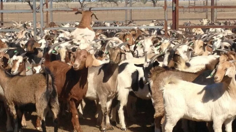 देवनारमध्ये बकऱ्यांची चोरी रोखण्यासाठी बारकोड पास देवनारमध्ये बकऱ्यांची चोरी रोखण्यासाठी बारकोड पास