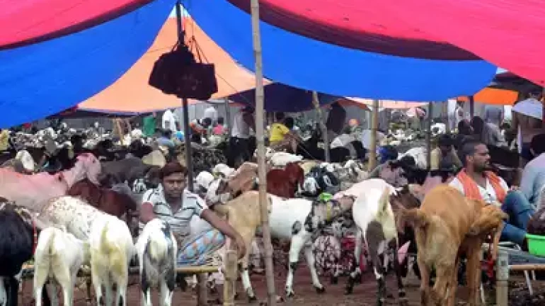 Bakri Eid: 2.21 lakh goats for sale in Mumbai