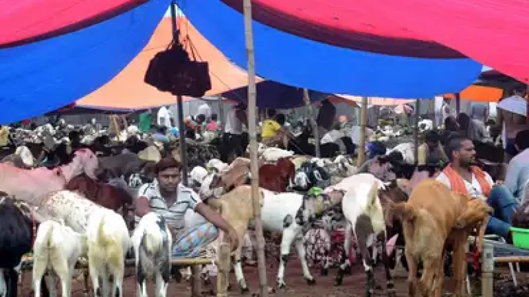 Bakri Eid: 2.21 lakh goats for sale in Mumbai Bakri Eid: 2.21 lakh goats for sale in Mumbai