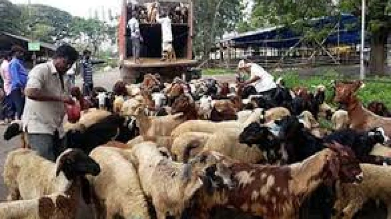 ईद पर बिके 1.97 लाख जानवर ईद पर बिके 1.97 लाख जानवर