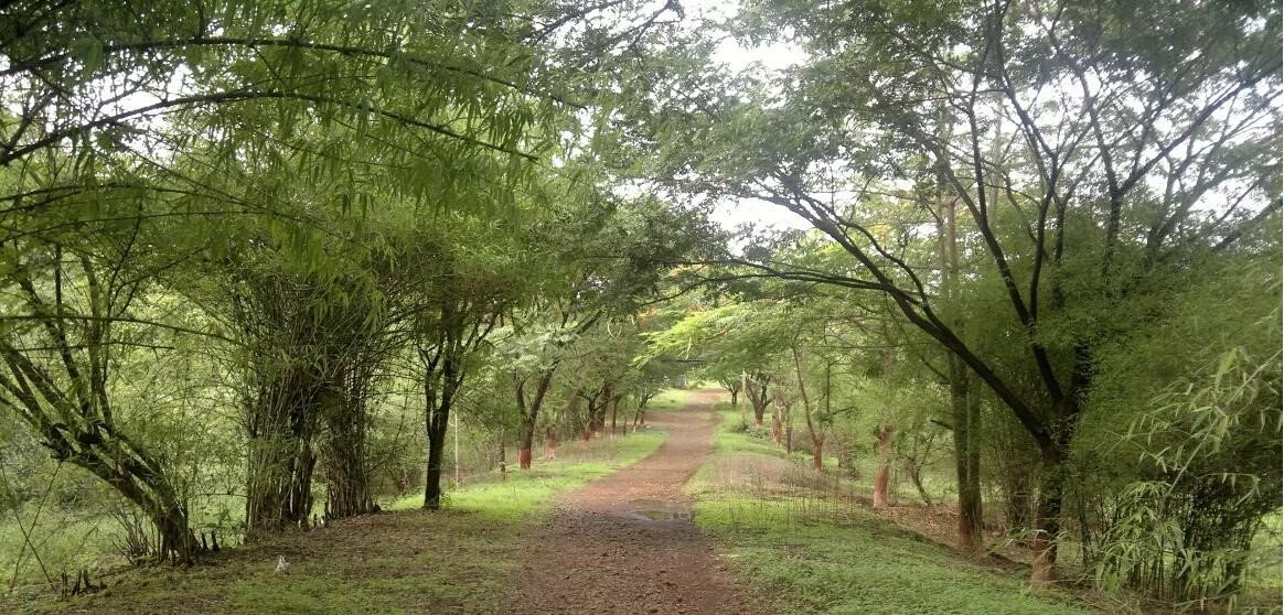 Citizens To Protest With A Human Chain At Aarey Forest To Oppose The Cutting Of Trees
