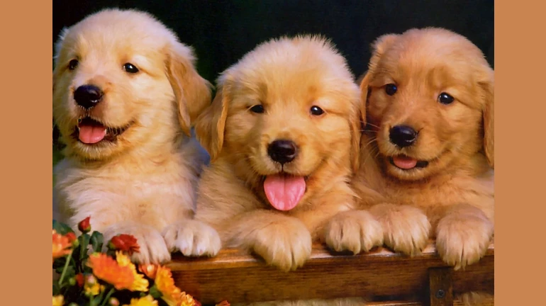 International Dog Day: Top 5 Dog Instagram Accounts To Follow International Dog Day: Top 5 Dog Instagram Accounts To Follow