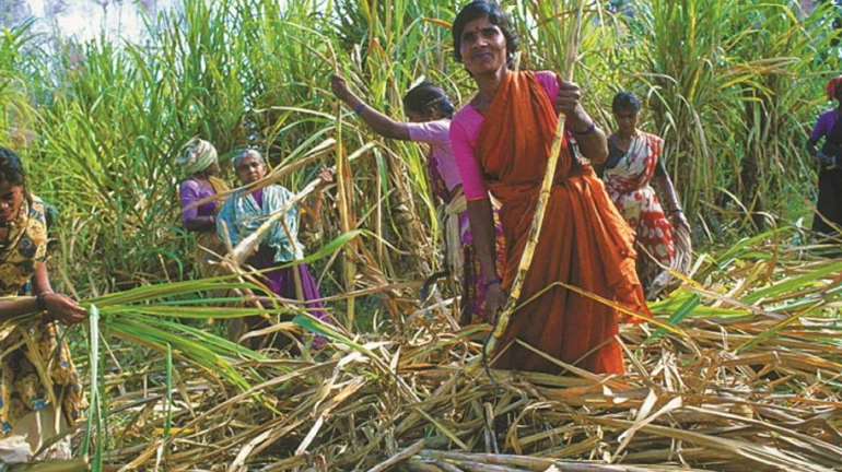 Sugarcane-cutting women labourers to undergo health check-ups: Maharashtra Government Sugarcane-cutting women labourers to undergo health check-ups: Maharashtra Government