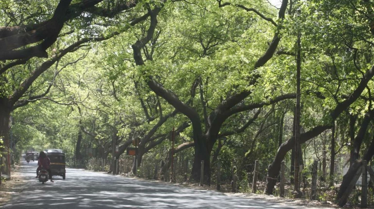 Aarey Forest: Congress files affidavit in Bombay HC opposing BMC Tree Authority's decision Aarey Forest: Congress files affidavit in Bombay HC opposing BMC Tree Authority's decision