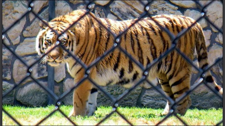Mumbaikars might soon be able to see tigers at Jijamata Udyan