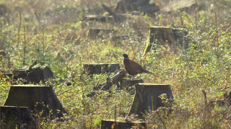 Stalin Dayanand calls the move to declare 600 acres of Aarey as reserve forest a 'mini victory' Stalin Dayanand calls the move to declare 600 acres of Aarey as reserve forest a 'mini victory'