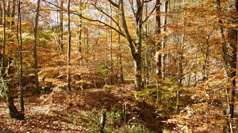Save Aarey: Let Hands Work And Not Thumbs Save Aarey: Let Hands Work And Not Thumbs