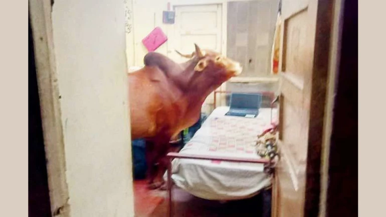 IIT-BOMBAY में फिर घुसी गाय, चबा डाली किताब