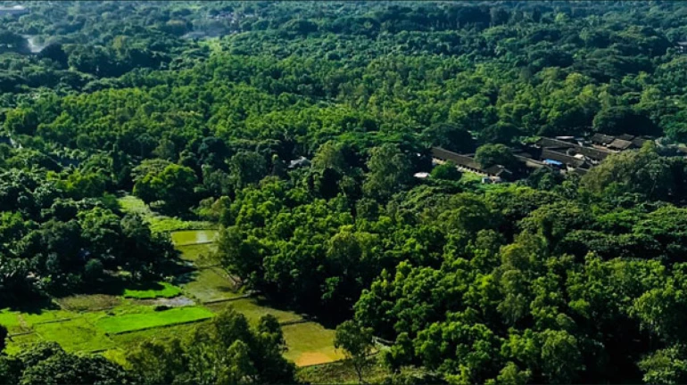 विविध प्रकल्पांसाठी एमएमआरडीए कापणार २३२६ झाडं विविध प्रकल्पांसाठी एमएमआरडीए कापणार २३२६ झाडं