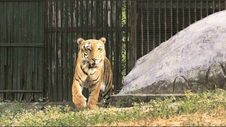 Byculla Zoo To Get 2 New Tigers