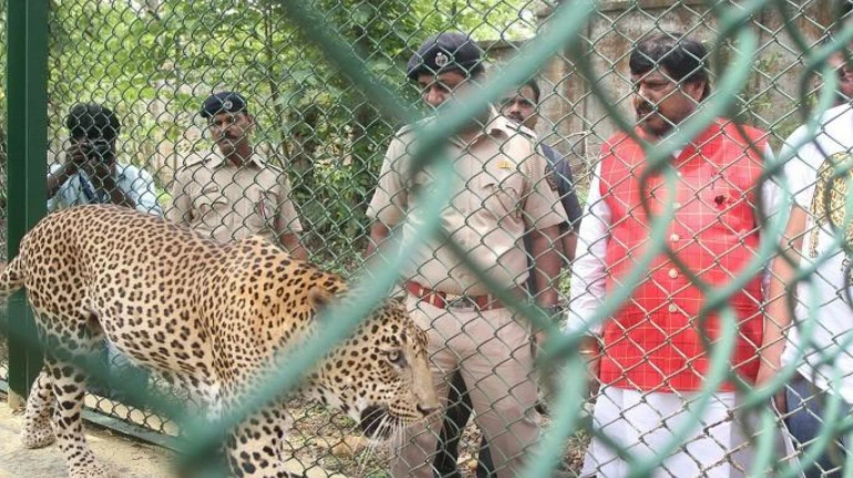 Leopard 'Bhim' adopted by RPI chief Ramdas Athavale, dies at SNGP