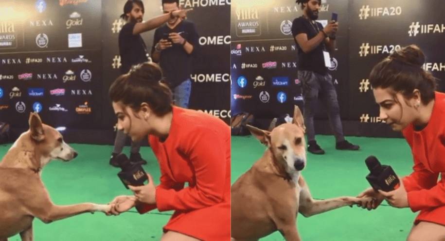 रस्त्यावरील कुत्र्याची आयफामध्ये एन्ट्री, दिली मुलाखत, हा व्हिडिओ जिंकेल तुमचं मन