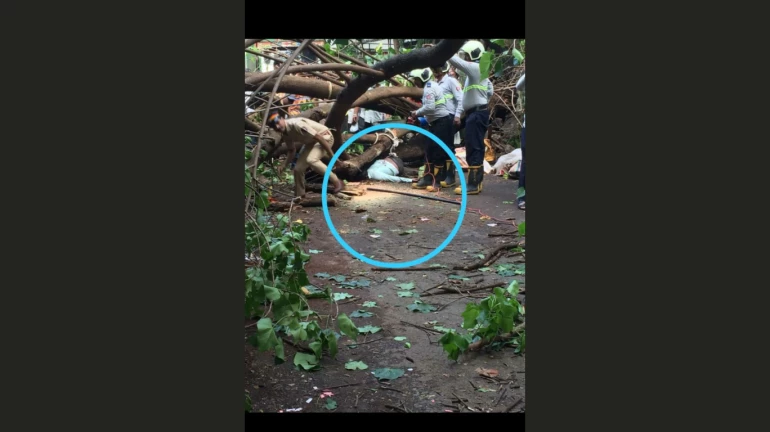काळाचौकीत झाड पडून एकाचा मृत्यू काळाचौकीत झाड पडून एकाचा मृत्यू