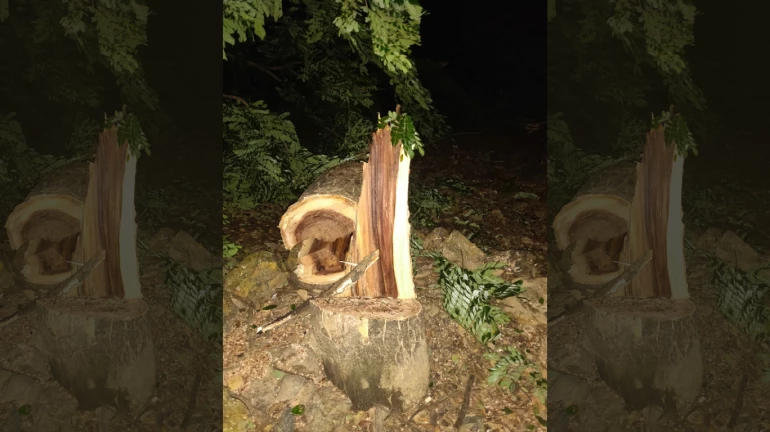 आरे वृक्षतोड'प्रकरण: अटक झालेल्या 'त्या' पर्यावरणप्रेमींना जामीन मंजूर आरे वृक्षतोड'प्रकरण: अटक झालेल्या 'त्या' पर्यावरणप्रेमींना जामीन मंजूर