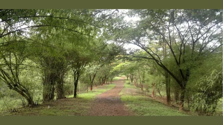 Aarey Forest: A 4 Year Long Battle With Lots Of Twists and Turns Aarey Forest: A 4 Year Long Battle With Lots Of Twists and Turns