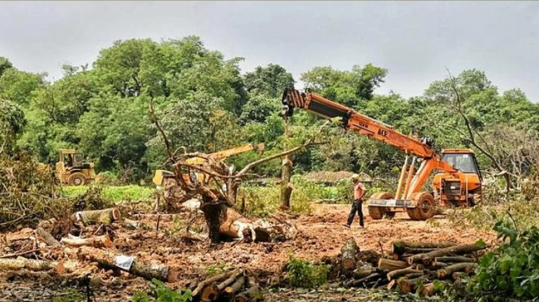 पुढील सुनावणीपर्यंत ‘आरे’तील एकही झाड तोडू नका; सर्वोच्च न्यायालयाचे निर्देश पुढील सुनावणीपर्यंत ‘आरे’तील एकही झाड तोडू नका; सर्वोच्च न्यायालयाचे निर्देश