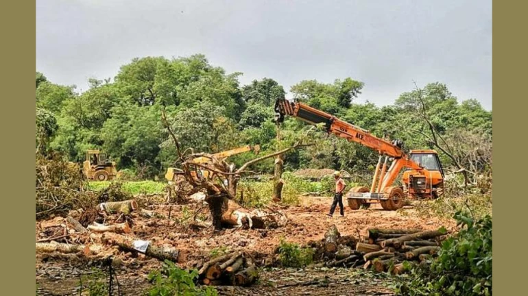 धक्कादायक वास्तव! २ दिवसांत आरेतील 'इतक्या' झाडांची कत्तल!! धक्कादायक वास्तव! २ दिवसांत आरेतील 'इतक्या' झाडांची कत्तल!!