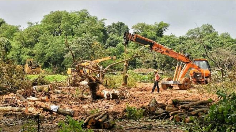 Aarey is more valuable than all the infrastructure: Wildlife & ecology expert Aarey is more valuable than all the infrastructure: Wildlife & ecology expert