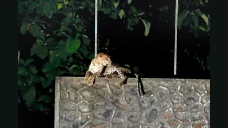तेंदुए ने किया कुत्ते पर हमला, CCTV फुटेज हुआ वायरल