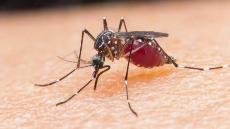 मुंबईत साथीच्या आजारांसह मलेरिया, डेंग्युचा धोका वाढला