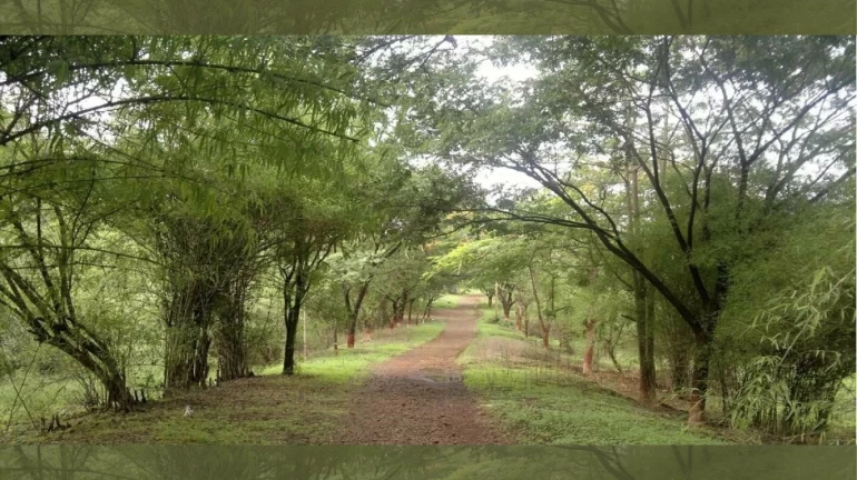 The History of Aarey Forest: Mumbai's Green Lung The History of Aarey Forest: Mumbai's Green Lung