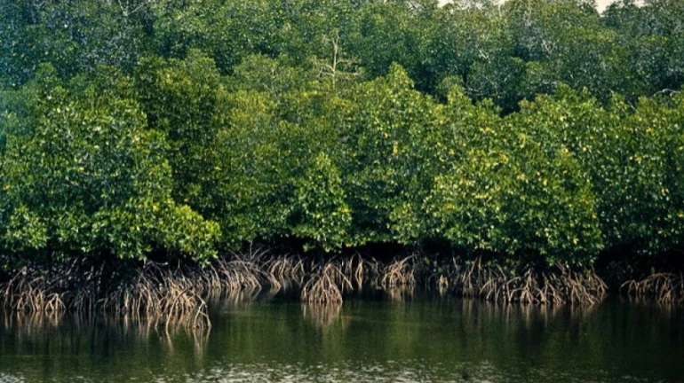 Mumbai May Loose 2,000 Trees And Mangroves For This Project Mumbai May Loose 2,000 Trees And Mangroves For This Project