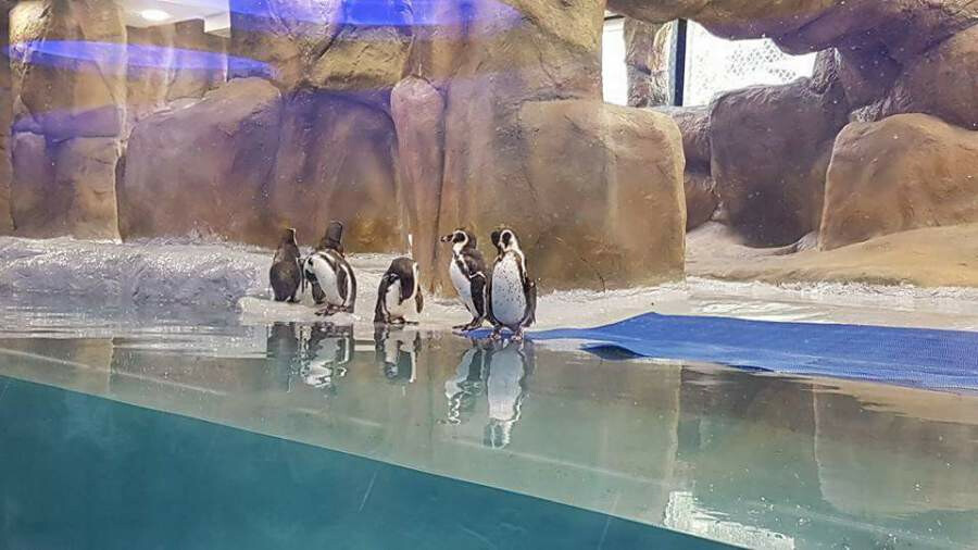 राणी बागेत पेंग्विनच्या गप्पा-गोष्टी मिळणार ऐकायला