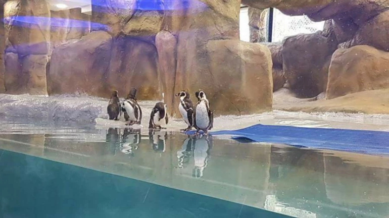 राणी बागेत पेंग्विनच्या गप्पा-गोष्टी मिळणार ऐकायला राणी बागेत पेंग्विनच्या गप्पा-गोष्टी मिळणार ऐकायला