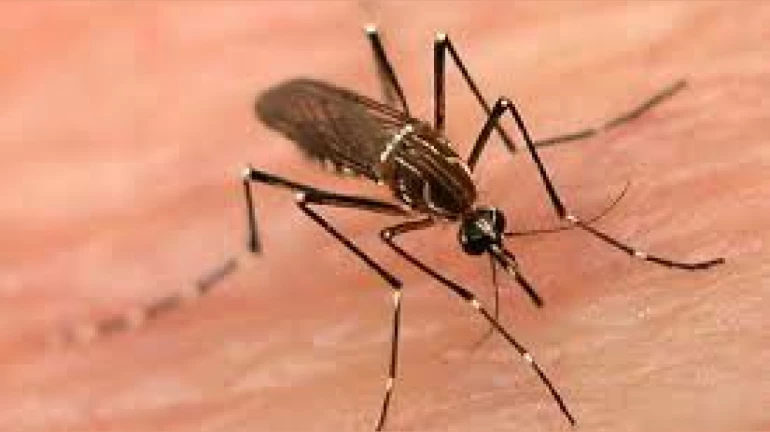 मुंबईत डेंग्यूच्या रुग्णात वाढ मुंबईत डेंग्यूच्या रुग्णात वाढ