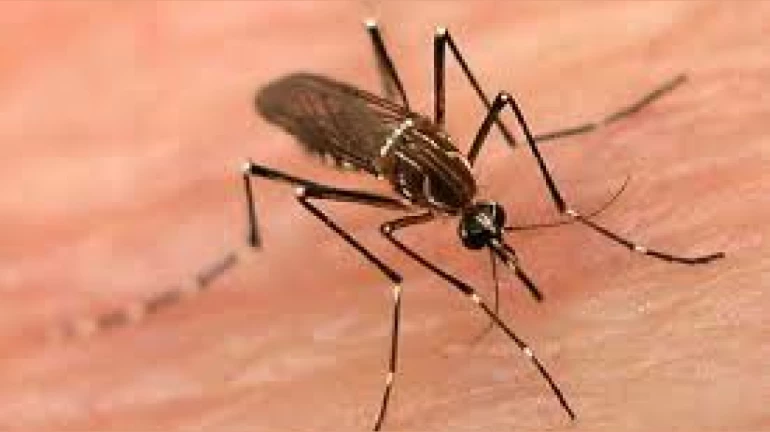 Mumbai Monsoon: BMC steps up vector-borne disease drive as Malaria, chikungunya cases continue to surge Mumbai Monsoon: BMC steps up vector-borne disease drive as Malaria, chikungunya cases continue to surge