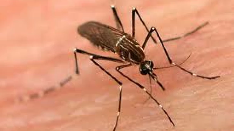 मुंबईत मलेरिया, डेंग्यू, लेप्टोच्या रुग्णांत वाढ मुंबईत मलेरिया, डेंग्यू, लेप्टोच्या रुग्णांत वाढ