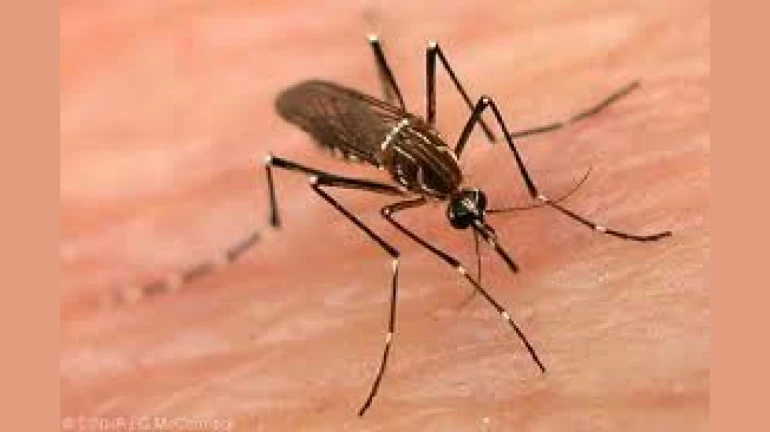 Mumbai Rains Update: Dengue, Leptospirosis Cases See A Spike Again, says BMC Mumbai Rains Update: Dengue, Leptospirosis Cases See A Spike Again, says BMC