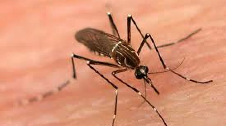 Mumbai: Malaria Cases Hit Three-Year High This Year Mumbai: Malaria Cases Hit Three-Year High This Year