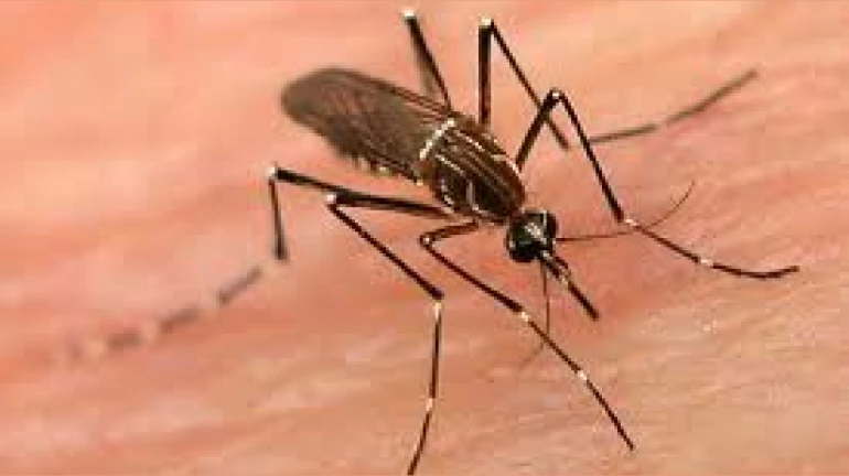 मुंबईत डेंग्यू, मलेरिया आणि गॅस्ट्रोच्या संख्येत वाढ