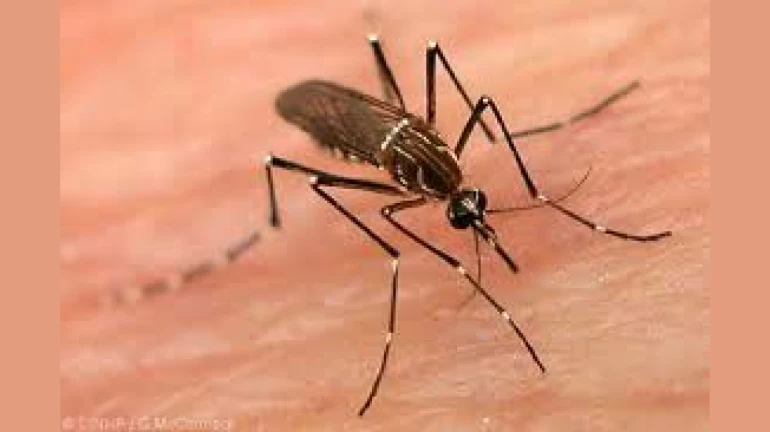 Maharashtra Reports 2,006 Cases Of Chikungunya From January To October, Highest Since 2017