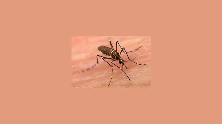 Navi Mumbai: Over 1,600 Mosquito-breeding Spots Discovered By Civic Authority