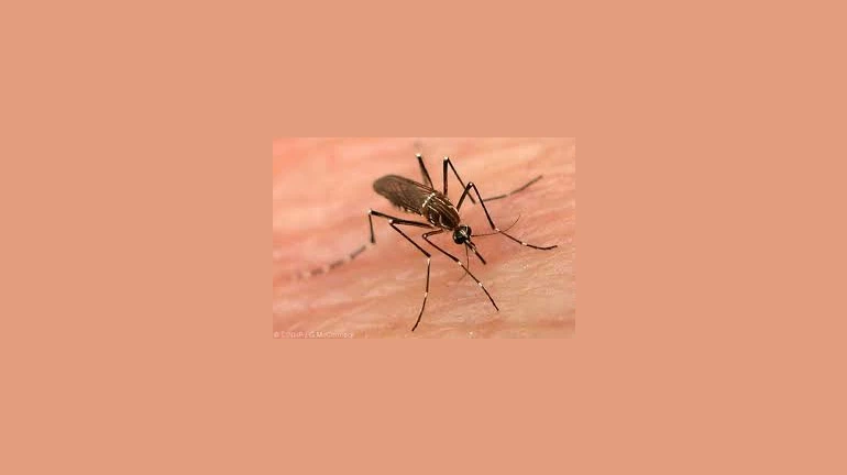 Navi Mumbai: Over 1,600 Mosquito-breeding Spots Discovered By Civic Authority Navi Mumbai: Over 1,600 Mosquito-breeding Spots Discovered By Civic Authority