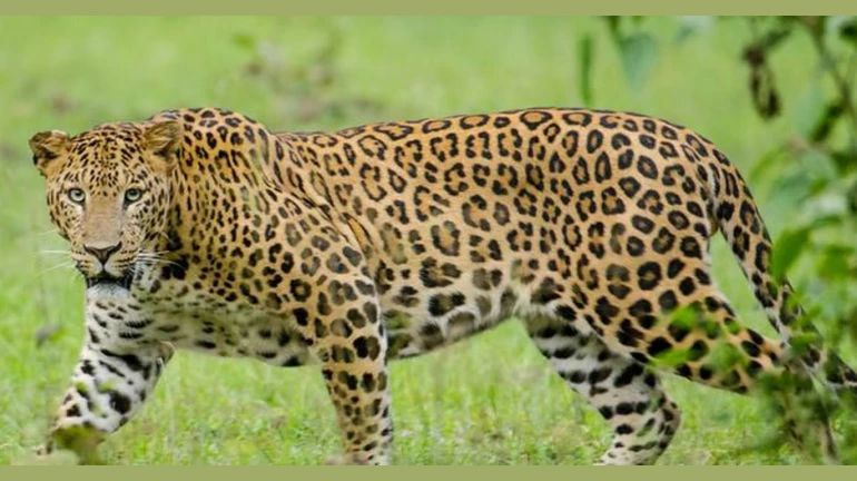 'ह्या' क्रिकेटपटूने घेतला बिबट्या दत्तक 'ह्या' क्रिकेटपटूने घेतला बिबट्या दत्तक