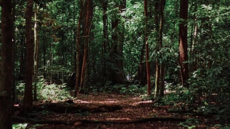 एमएमआरडीएमार्फत पर्यावरण रक्षणासाठी २८० कोटींचा निधी एमएमआरडीएमार्फत पर्यावरण रक्षणासाठी २८० कोटींचा निधी