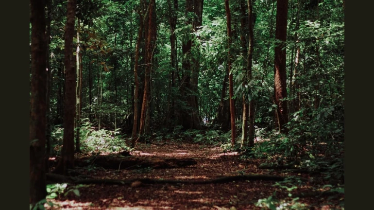 Save Aarey: Aarey Activist Write To NCP, Congress and Shiv Sena Save Aarey: Aarey Activist Write To NCP, Congress and Shiv Sena