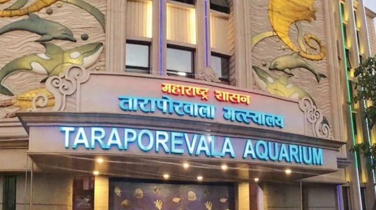 तारापोरवाला मत्स्यालयात मासे कमी, पर्यटक नाराज तारापोरवाला मत्स्यालयात मासे कमी, पर्यटक नाराज