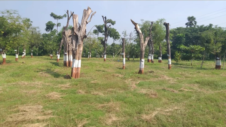 Aarey:  मुख्यमंत्री ने जांच के लिए  किया समिति का गठन Aarey:  मुख्यमंत्री ने जांच के लिए  किया समिति का गठन