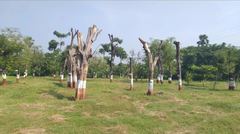 Activists Mark Raksha Bandhan by Tying Rakhis to Trees in Aarey