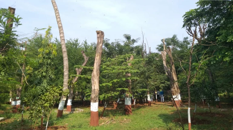 मुंबई-  मेट्रो-3 के लिए MMRC ने आरे में 177 पेड़ गिराए