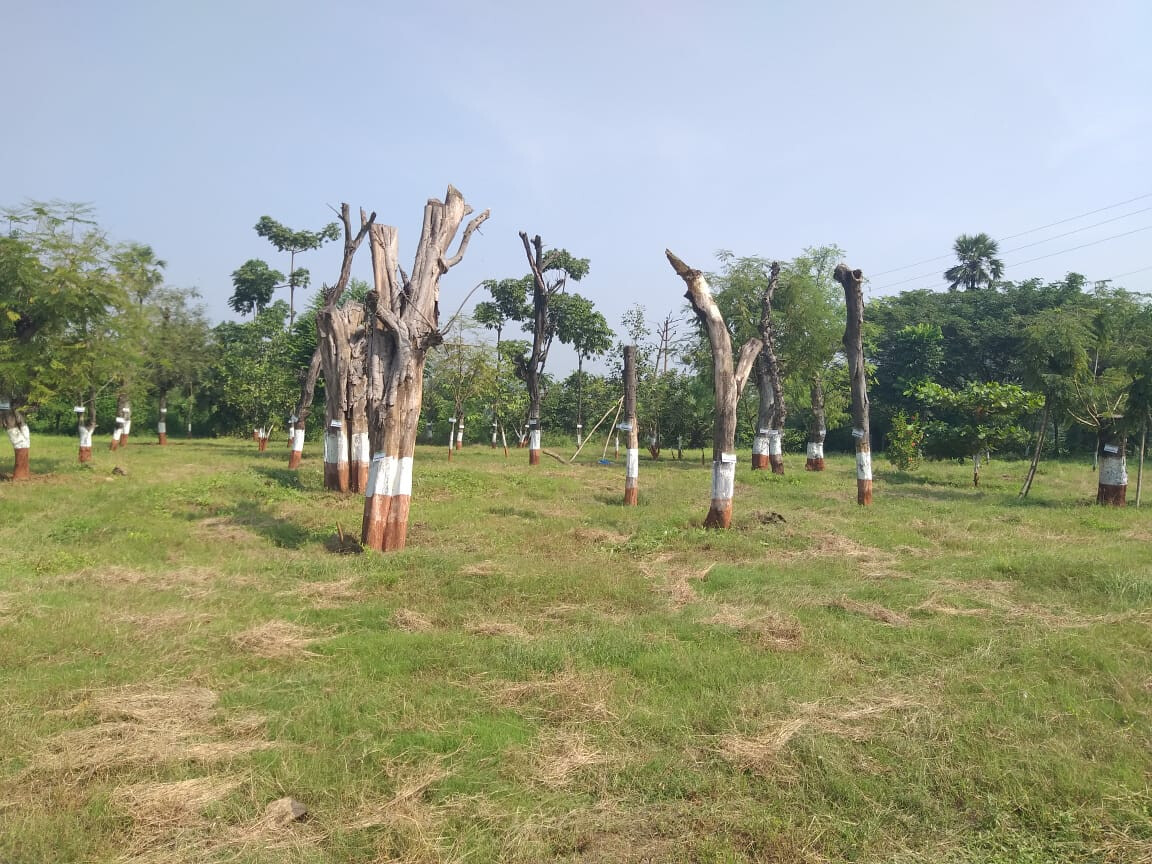 HC Tree inspection Committee Claim That 61 Per Cent of Transplanted Trees In Aarey Are Dead