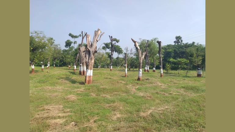HC Tree inspection Committee Claim That 61 Per Cent of Transplanted Trees In Aarey Are Dead HC Tree inspection Committee Claim That 61 Per Cent of Transplanted Trees In Aarey Are Dead