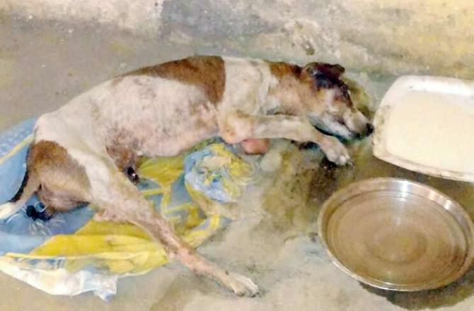 कुत्र्याच्या हत्येप्रकरणी प्रसिद्ध कवीच्या मुलीची पोलिसांकडे तक्रार