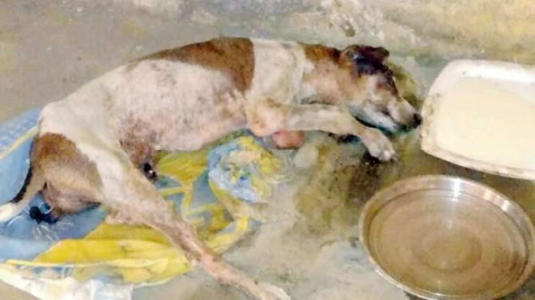 कुत्र्याच्या हत्येप्रकरणी प्रसिद्ध कवीच्या मुलीची पोलिसांकडे तक्रार कुत्र्याच्या हत्येप्रकरणी प्रसिद्ध कवीच्या मुलीची पोलिसांकडे तक्रार