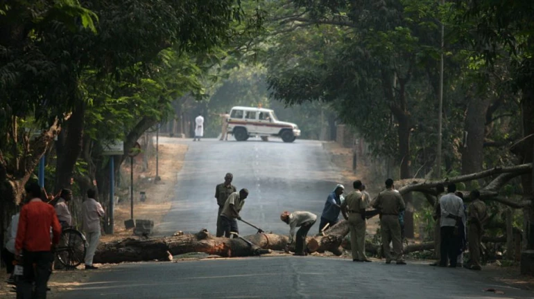 मेट्रोनं पुर्नरोपीत केलेल्या झाडांची बघा 'अशी' झालीय दयनीय अवस्था मेट्रोनं पुर्नरोपीत केलेल्या झाडांची बघा 'अशी' झालीय दयनीय अवस्था