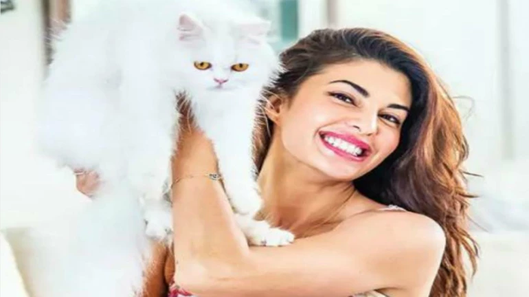 आप नहीं जानते होंगे जैकलीन फर्नांडीज और मनोज बाजपेयी से जुड़ी यह खास बात आप नहीं जानते होंगे जैकलीन फर्नांडीज और मनोज बाजपेयी से जुड़ी यह खास बात